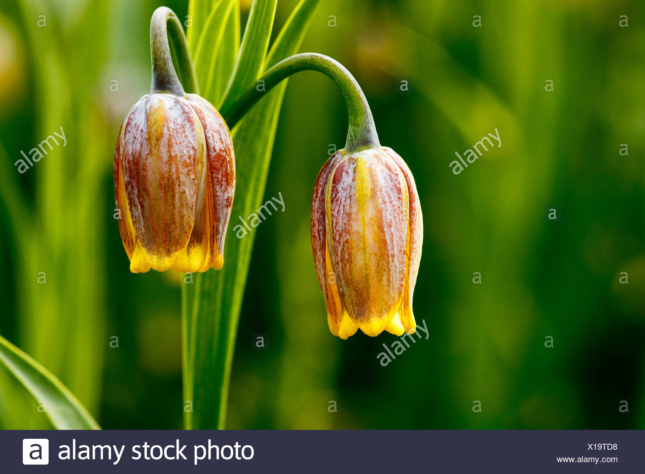 Persische Kaiserkrone Stockfotos & Persische Kaiserkrone Bilder Alamy
