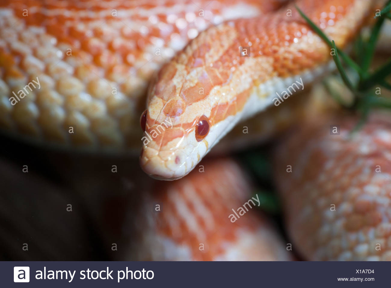 Schlangenfigur Stockfotos Und Bilder Kaufen Alamy