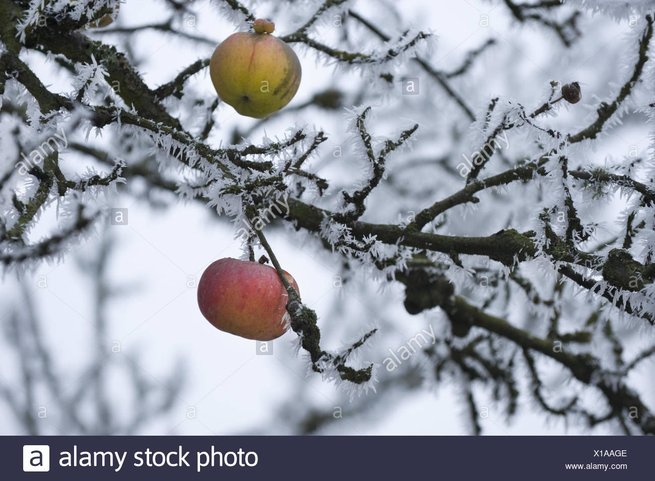 Apfelbaum Detail Aste Apfel Winter Rauhreif Stockfotografie Alamy