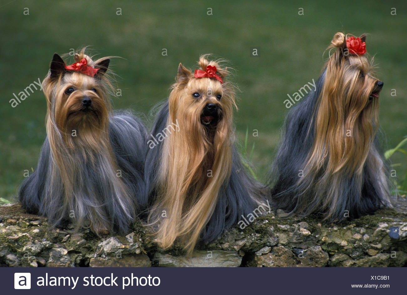 Yorkshire Terrier Ausgewachsene Tiere Stein Stockfotografie Alamy