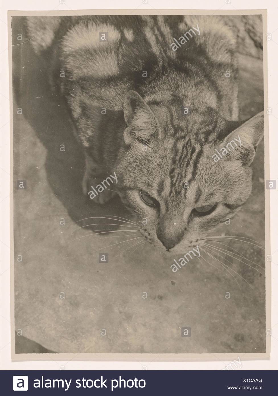 Katze Von Oben Gesehen Artist Lószló Moholy Nagy