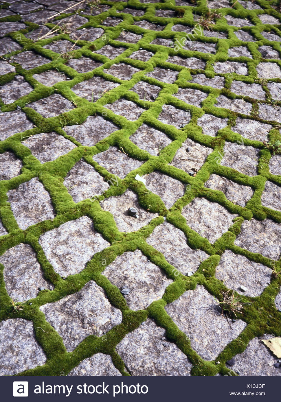 Kopfsteinplaster, Fugen, Moos, Steinen, Pflaster, Pflastersteinen,  Struktur, Muster, Raum, Vegetation, Pflanzen, Moos Bildung Stockfotografie  - Alamy