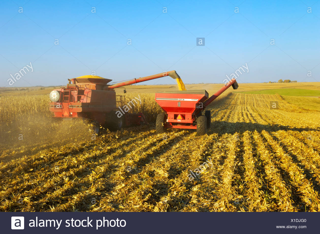 Landwirtschaft Ein Mahdrescher Ernten Getreide Mais Im Herbst