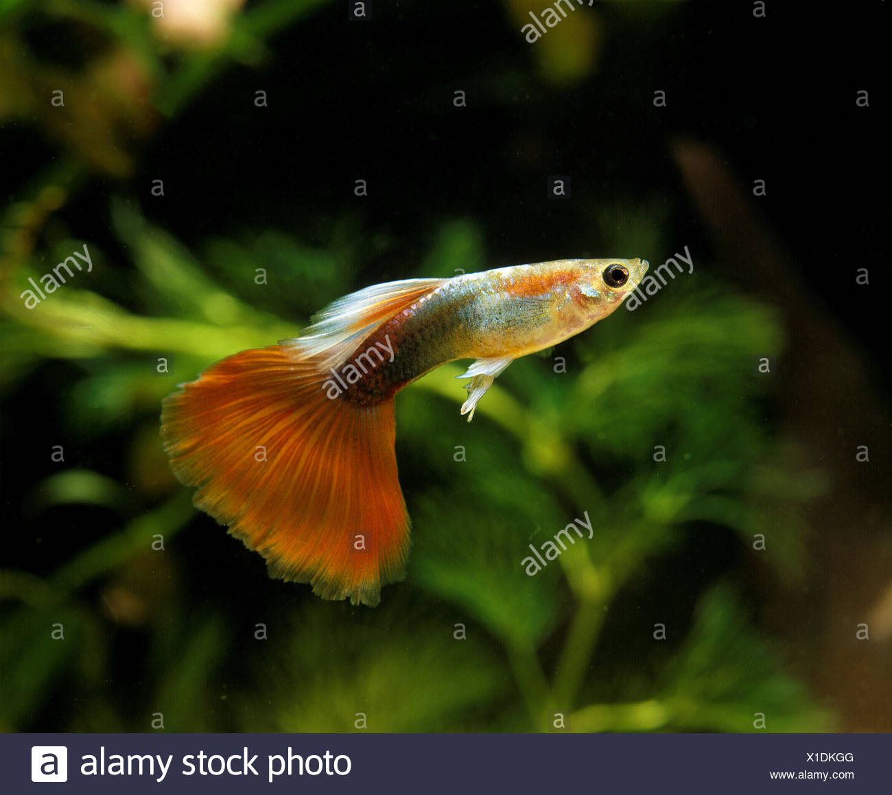 Guppy Poecilia Reticulata Aquarienfische Stockfoto Bild