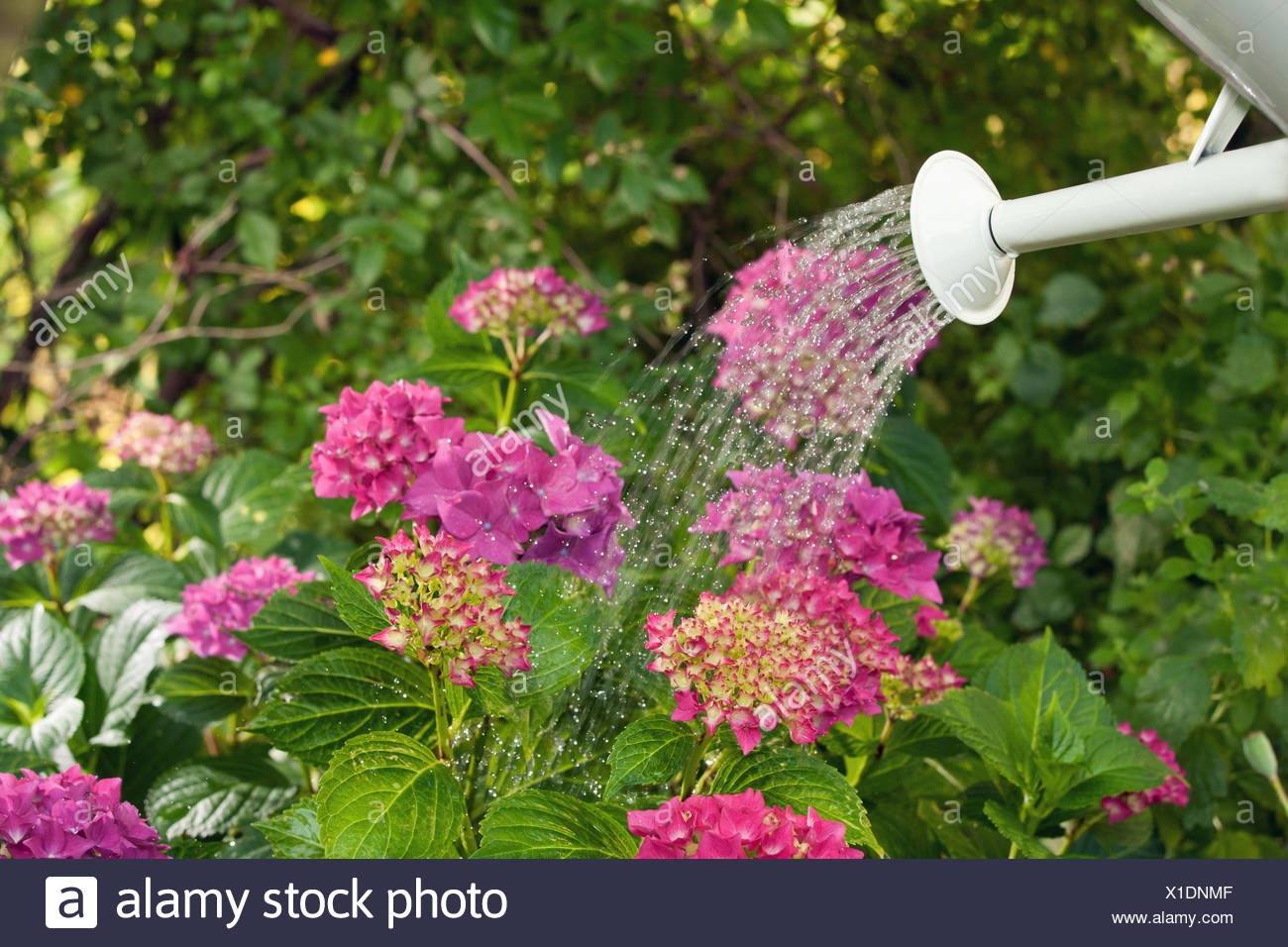 Blumen Giessen Im Garten Stockfoto Bild 276282959 Alamy