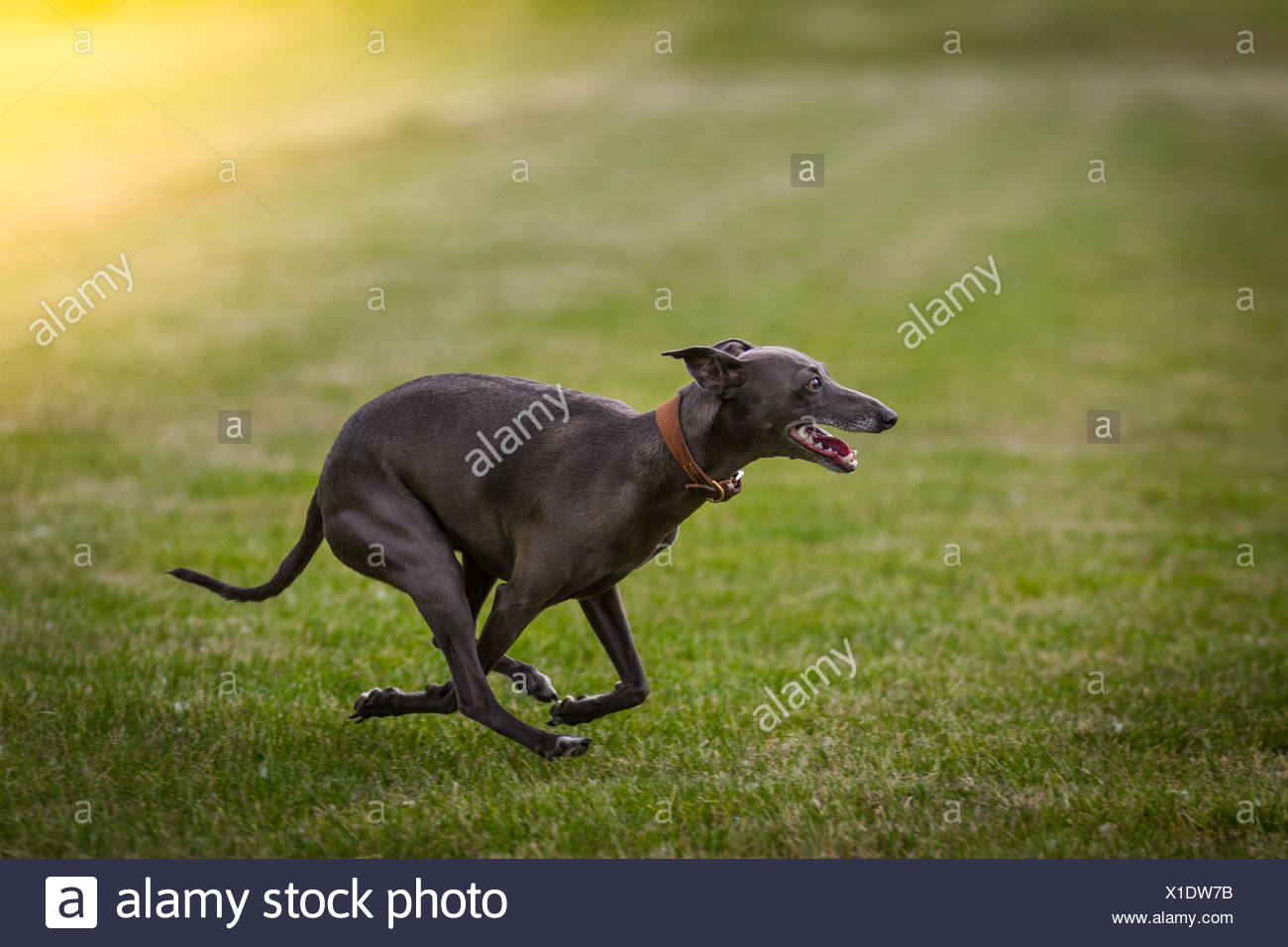 Hund Rennt