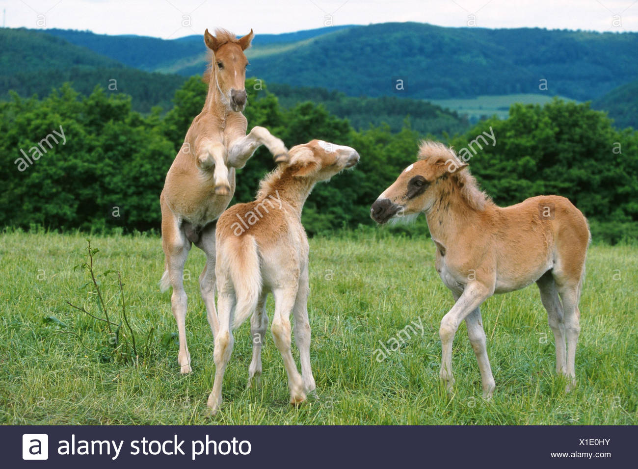 Finnpferd Equus Przewalskii F Caballus Fohlen Drei Spielen Stockfotografie Alamy