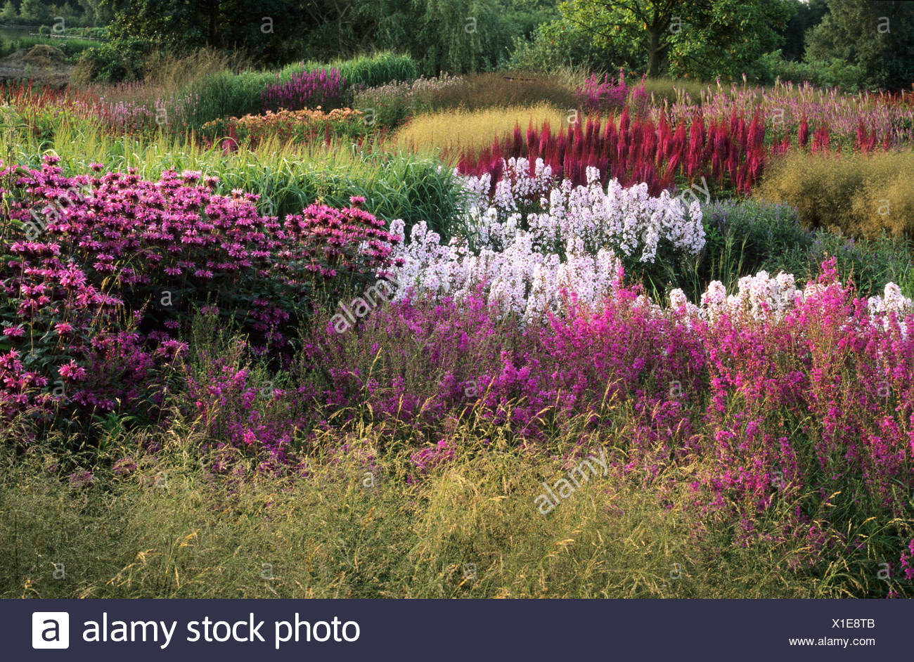 Designer Piet Oudolf Prairie Pflanzen Stockfotos und bilder Kaufen Alamy