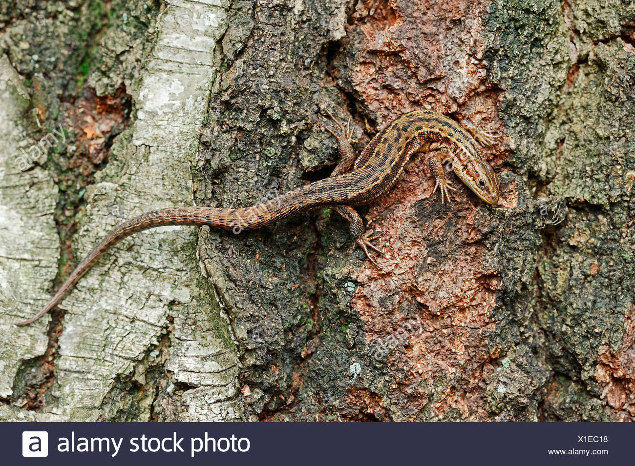 Gemeinen Eidechse Stockfoto