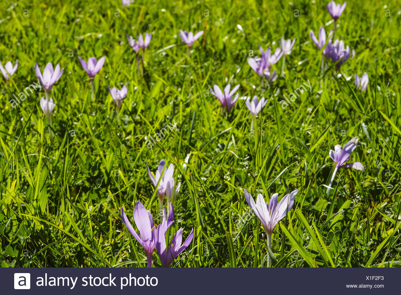 Bluhende Herbstzeitlosen In Einer Wiese Colchicum Autumnale Spatsommer Herbst Bluhende Herbstzeitlose Colchicum Autumnale Stockfotografie Alamy