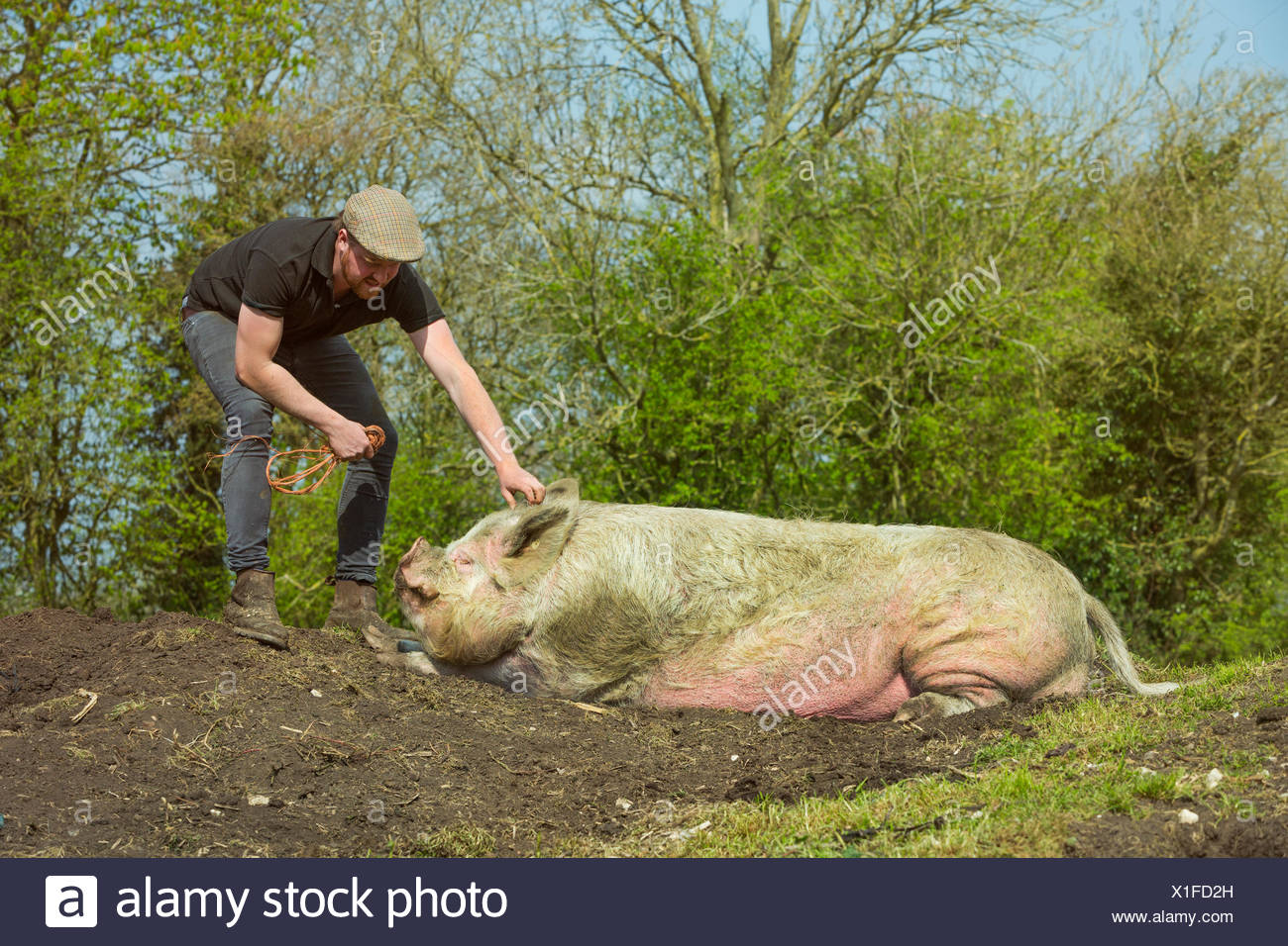 Ein Mann Der Schwein Reitet Stockfotos Und Bilder Kaufen Alamy