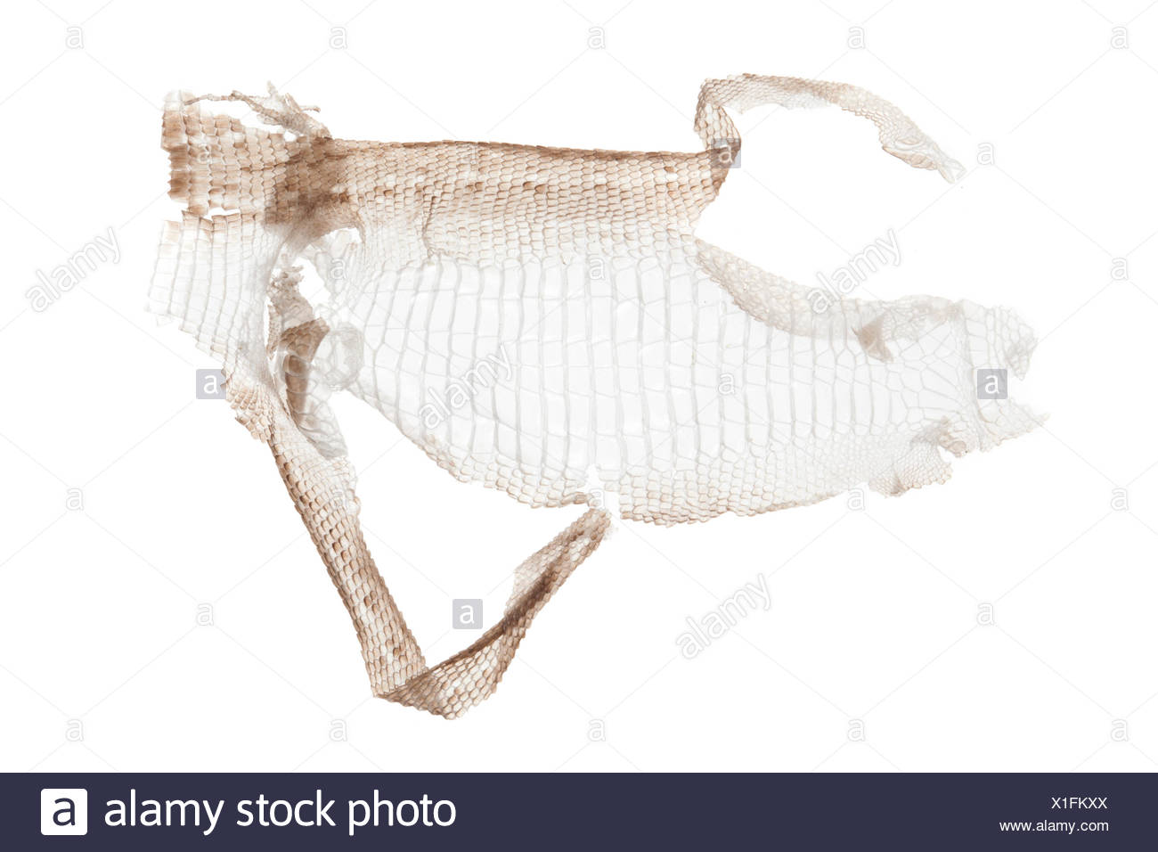 Zootoca Vivipara; Sumpf der gemeinen Eidechse Stockfoto