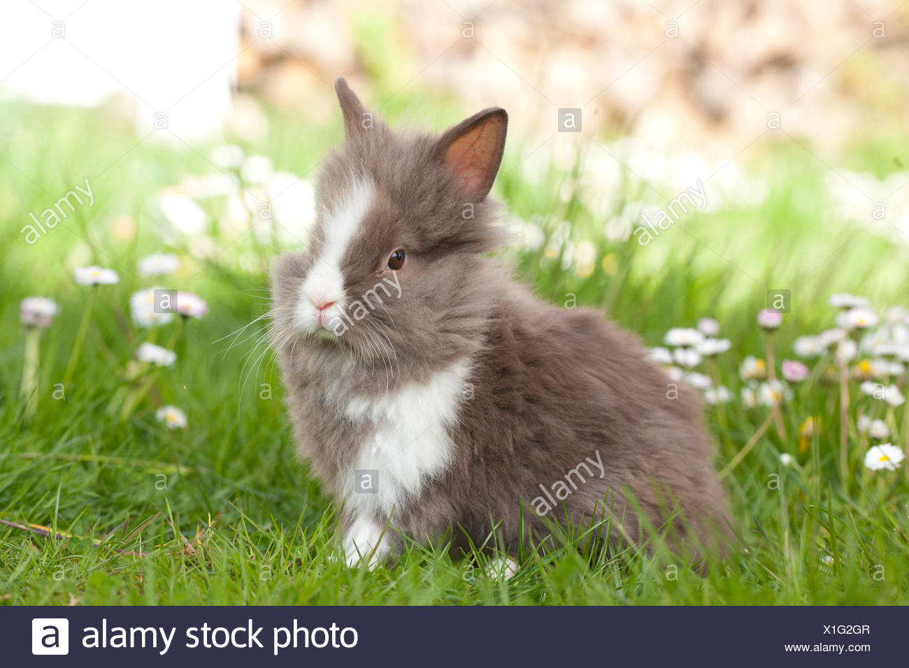 Zwerg Kaninchen Lowenkopf Kaninchen Junge Rasen Ganseblumchen Stockfotografie Alamy