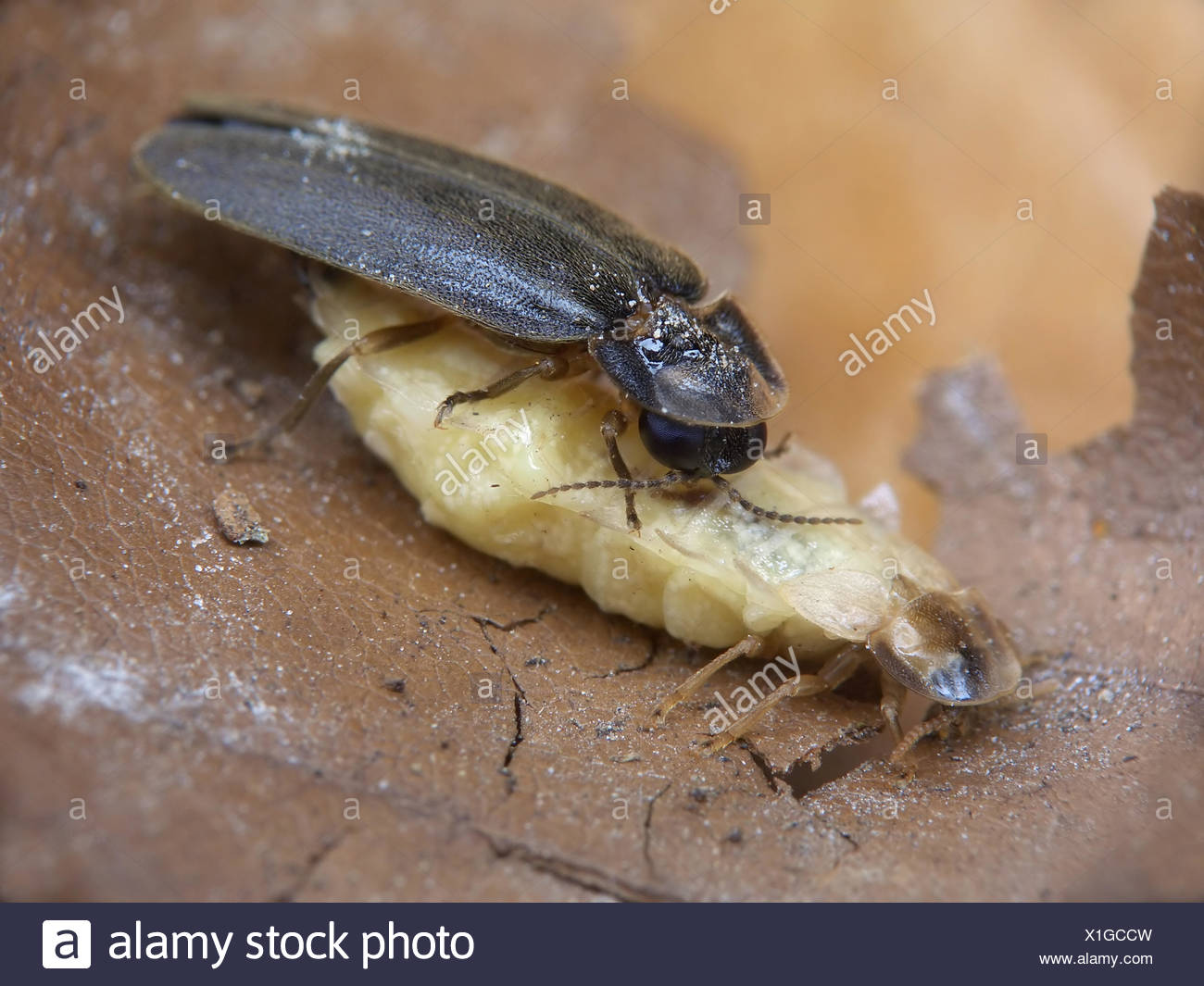 Insekt Kafer Vermehrung Mannlich Weiblich Paarung Mate Gluhwurmchen Paar Paar Insekt Stockfotografie Alamy