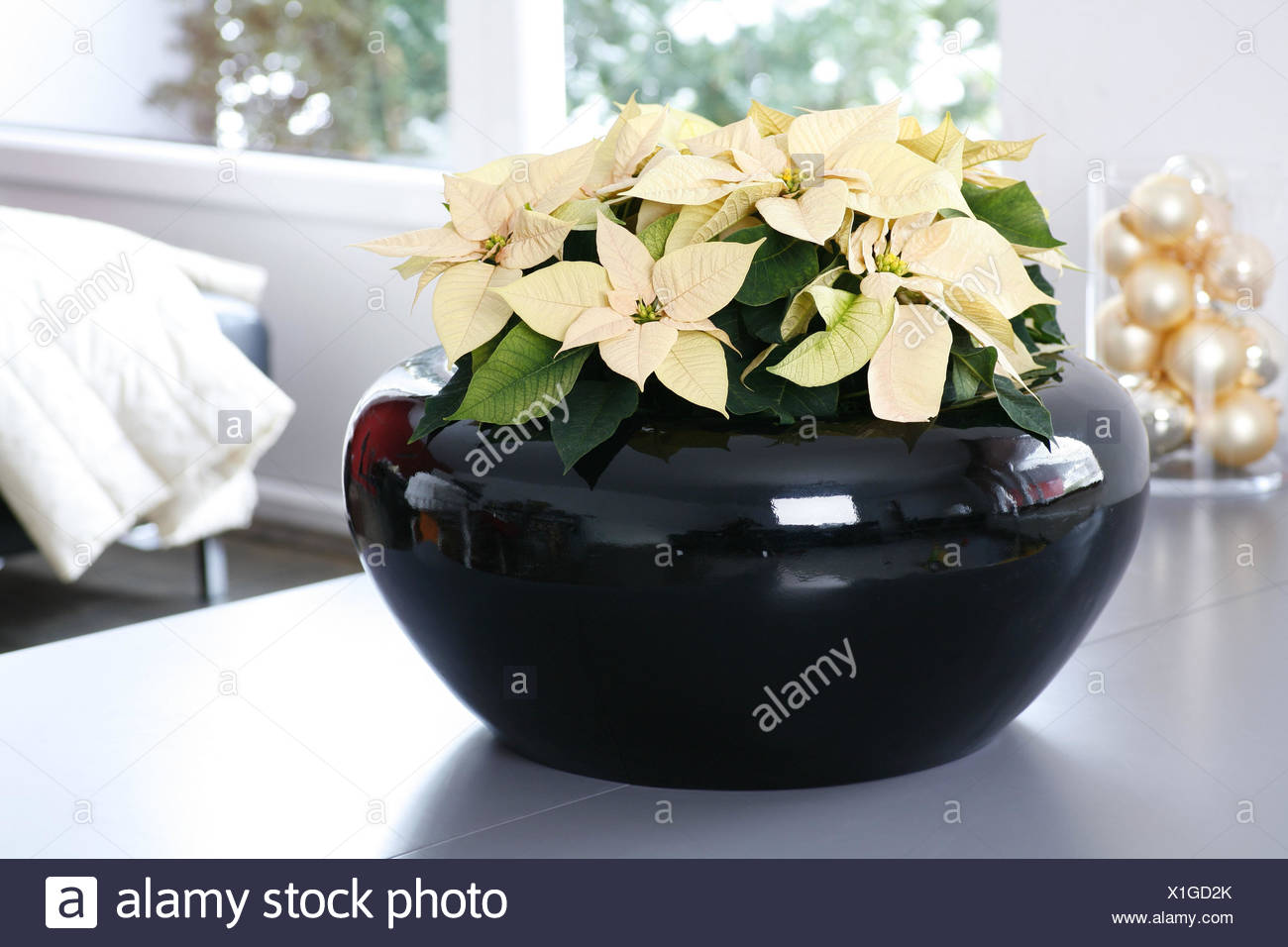 Weihnachtsstern Gelb Weihnachtsstern Weihnachten