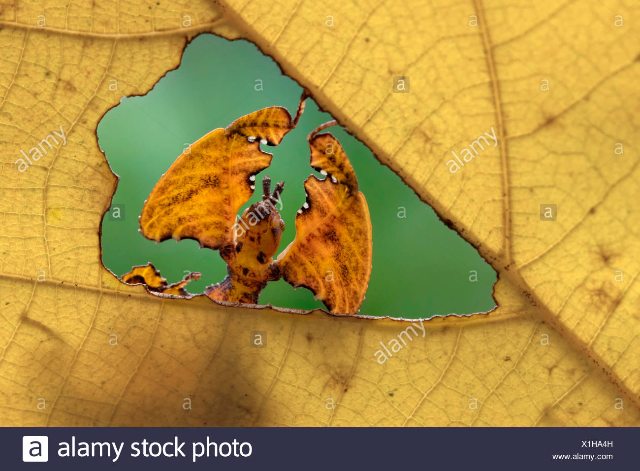 Through Stockfotos & Through Bilder - Alamy