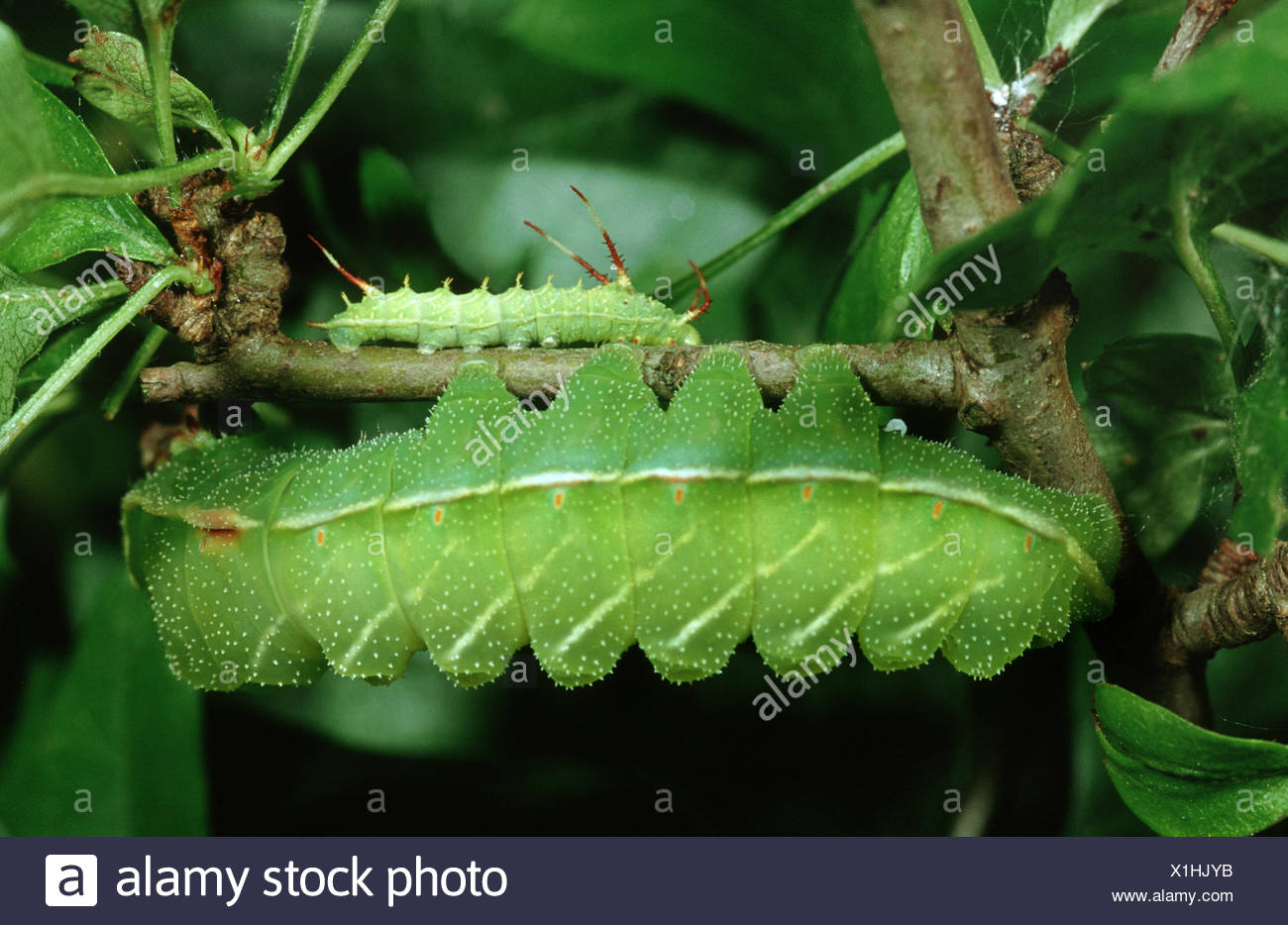TauKaiser (Aglia Tau), zwei Raupen in unterschiedlichen