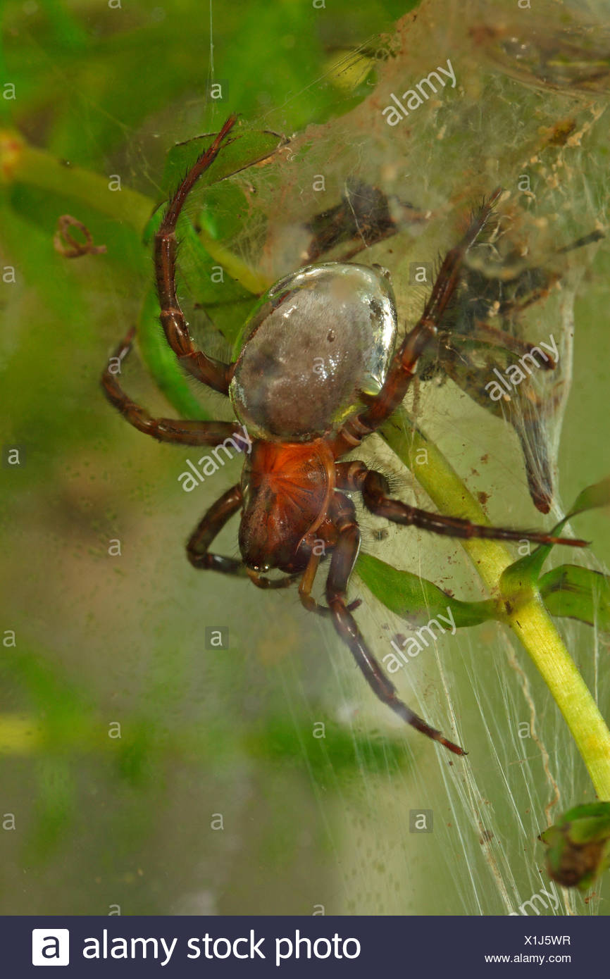 Diving Bell Spider Stockfotos Und Bilder Kaufen Alamy