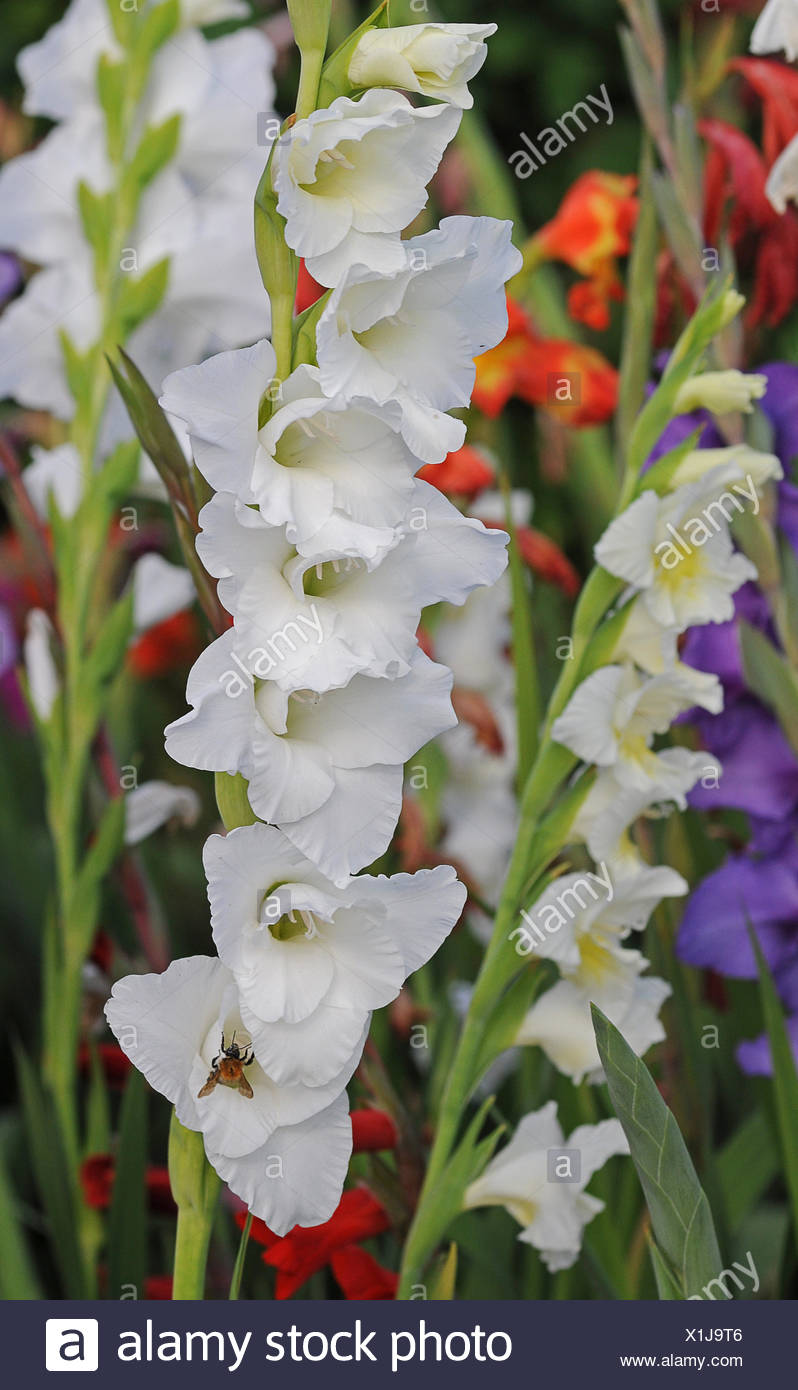 Gladiolen Iris Garten Blume Pflanze Blute Blute Bluhen
