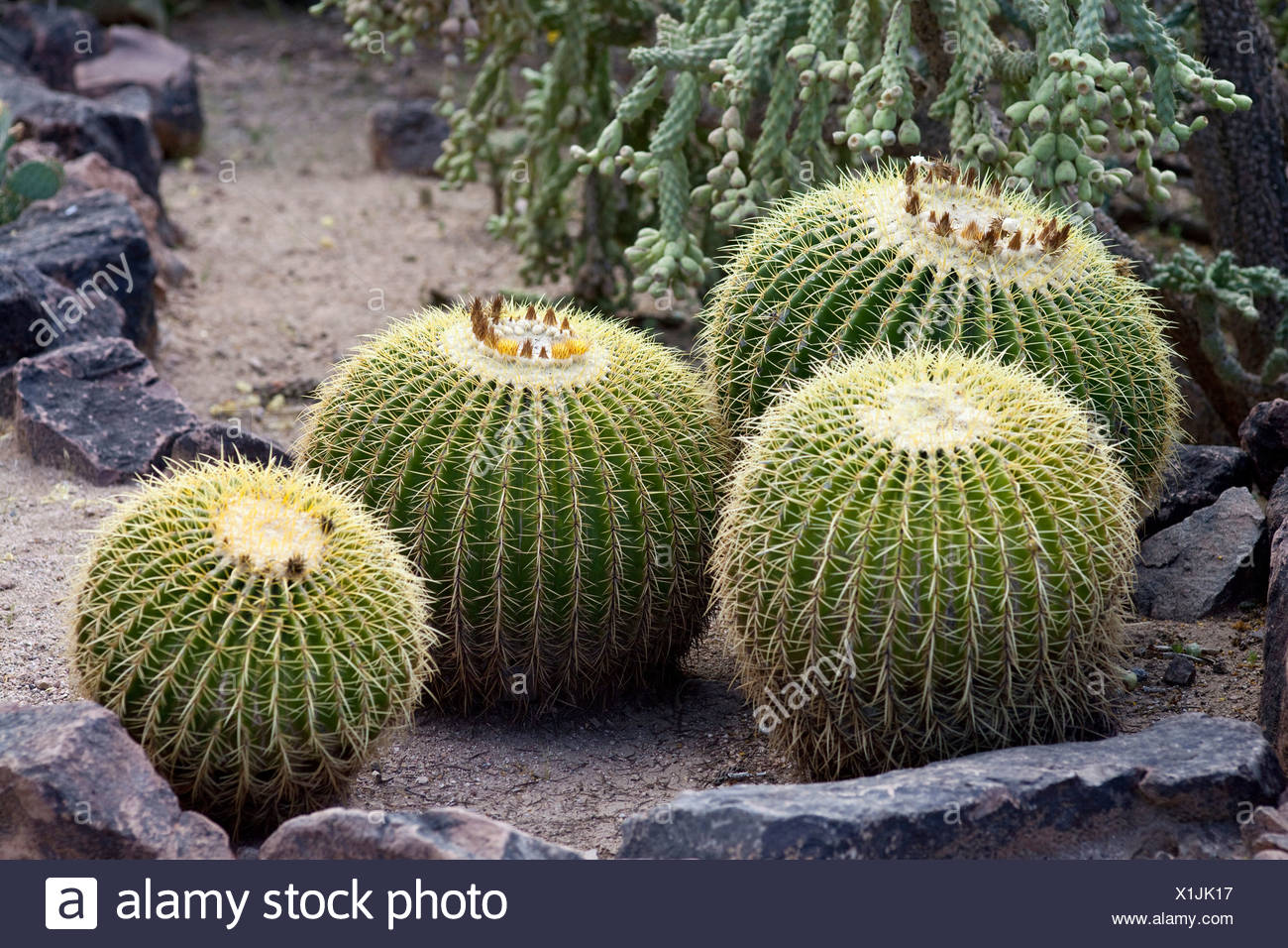 Kakteen Desert Botanical Garden Phoenix Arizona Usa Stockfoto