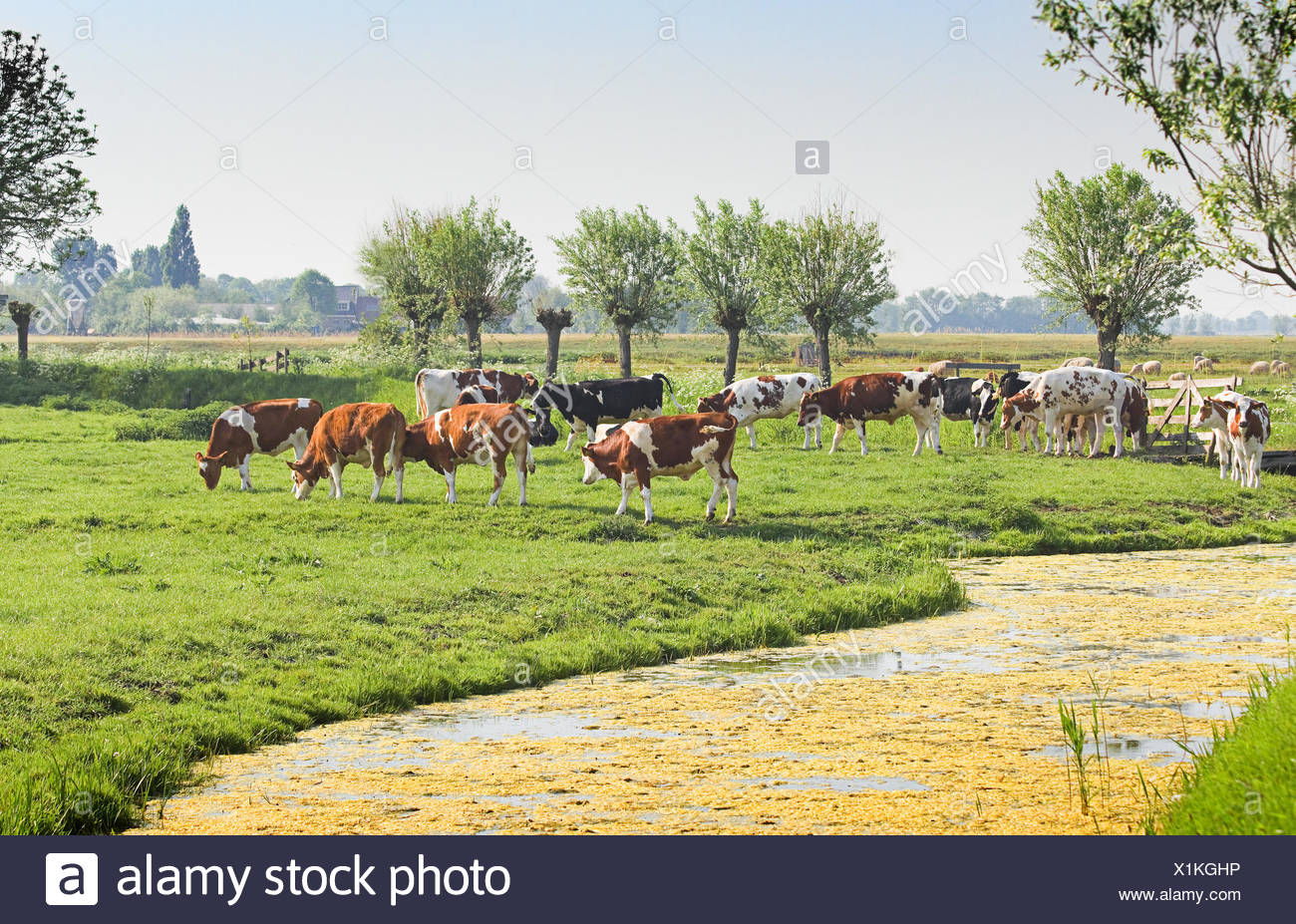Landwirtschaft Landwirtschaft Holland Niederlande Niederlandische Ackerland Landschaft Kuhe Stockfotografie Alamy