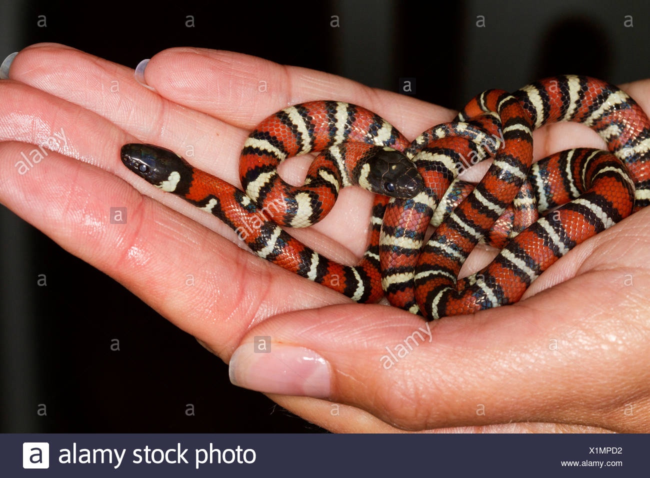 Milchschlange Stockfotos Und Bilder Kaufen Alamy