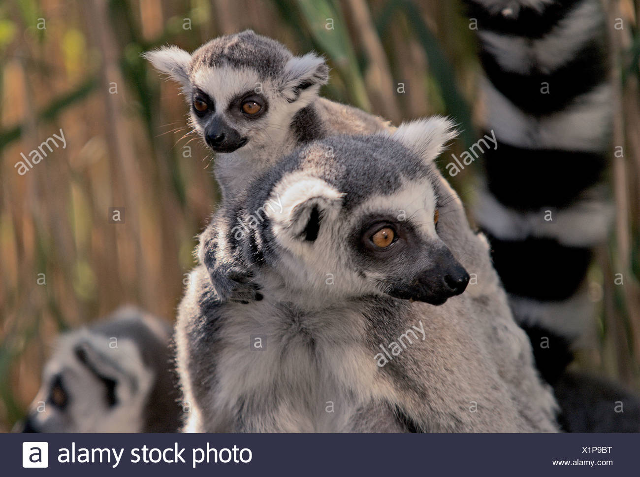 Katta Lemur Catta Mit Cub Zoologischer Garten Schonbrunn Wien