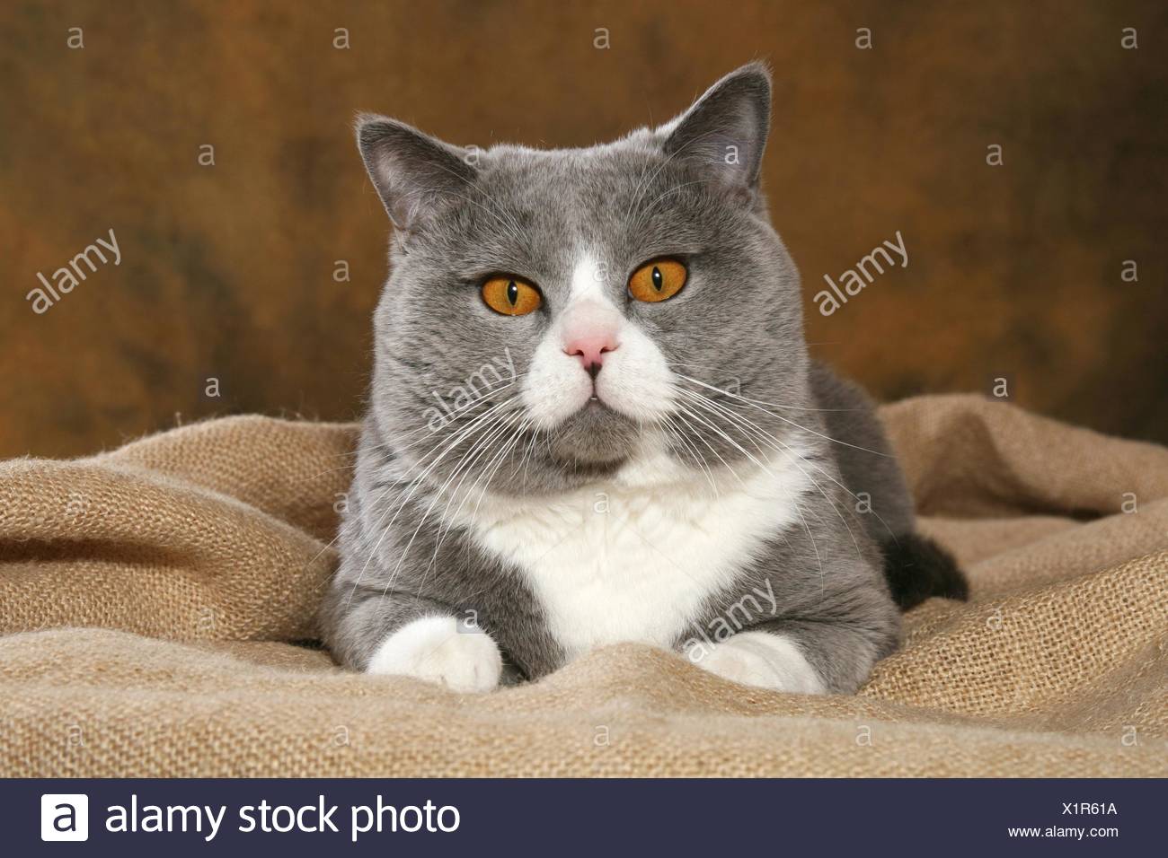 Britisch Kurzhaar Kater Liegen Stockfoto Bild 276490182