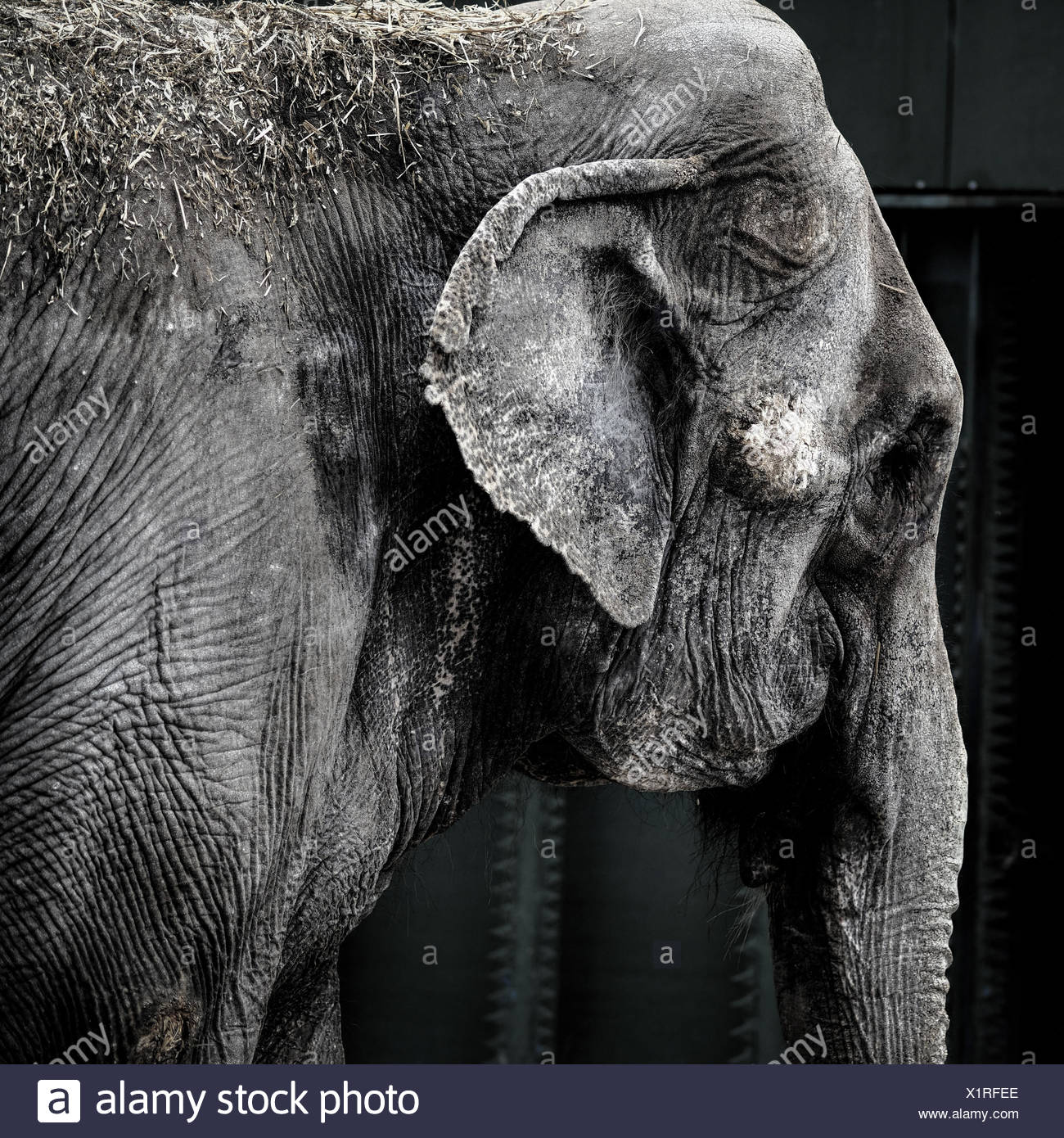 Nase Des Elefanten Stockfotos Und Bilder Kaufen Alamy
