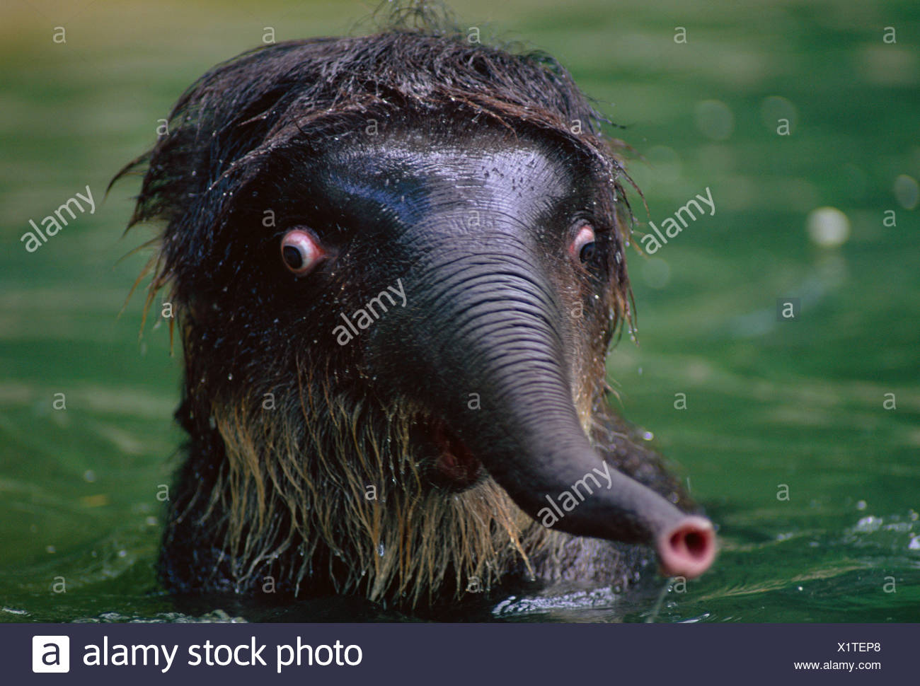 Indische Elefantenbaby In Wasser Blick Schockiert Elephas Maximus Indischer Subkontinent Stockfotografie Alamy