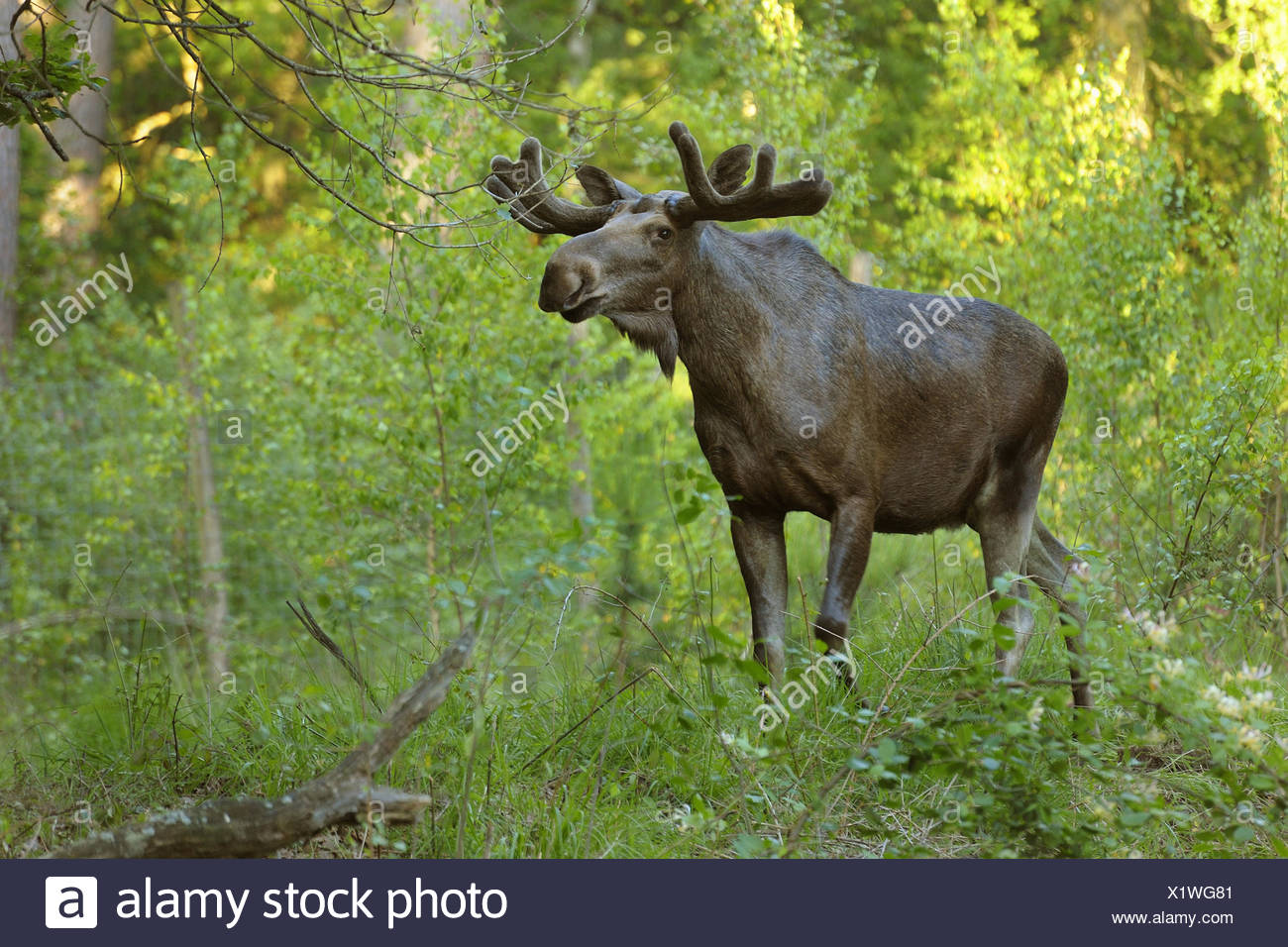 Elch Europaischen Elch Alces Alces Alces Im Wald Deutschland Stockfotografie Alamy