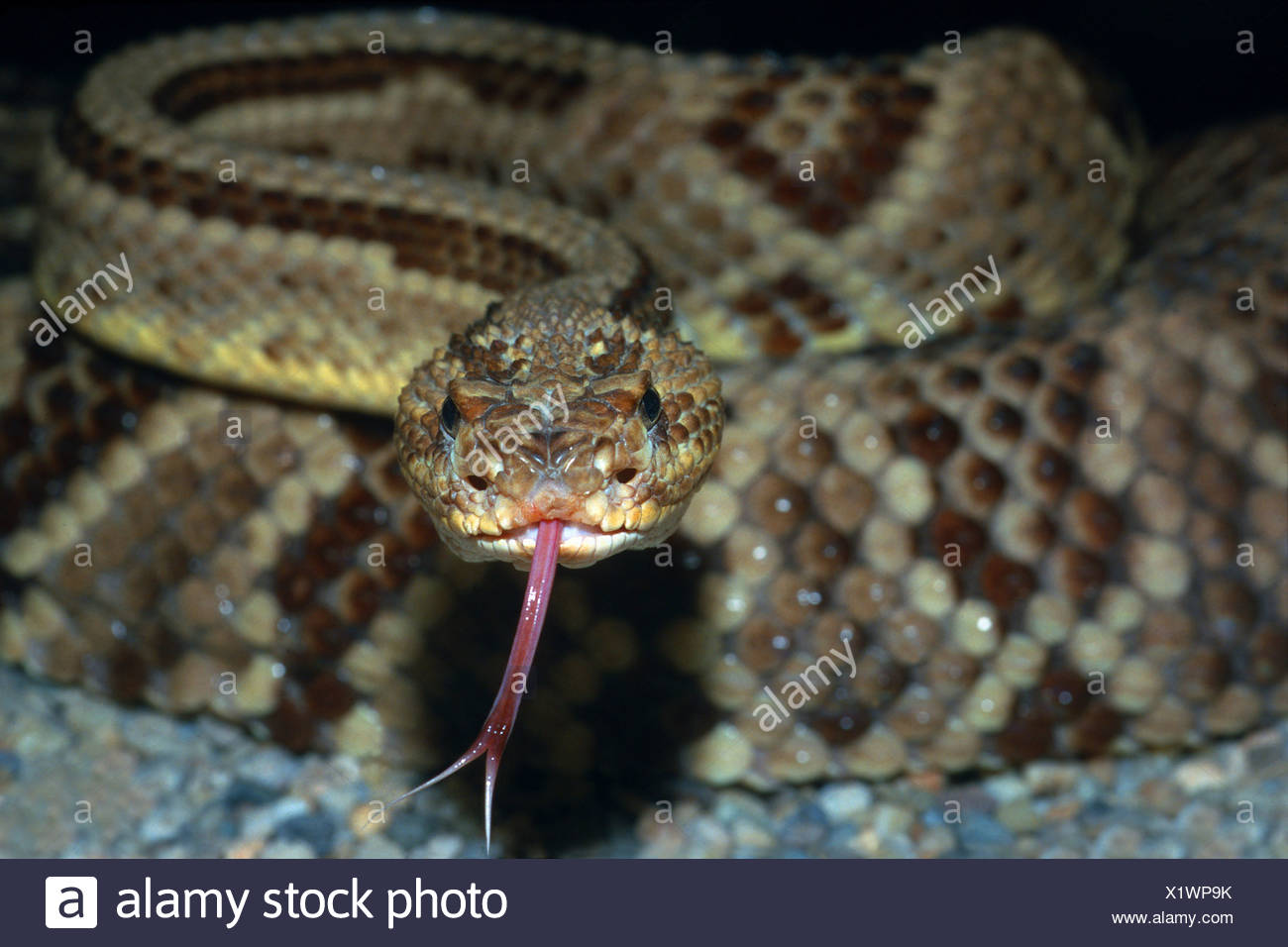 Neotropical Rattlesnake Crotalus Durissus Stockfotos und -bilder Kaufen