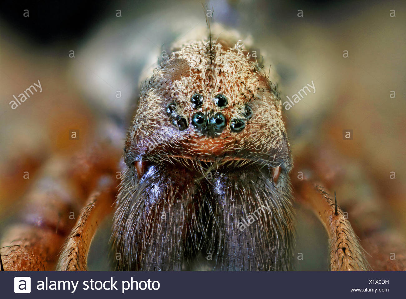 Riesigen Europaischen Haus Spinne Makroaufnahme Des Kopfes Riesen