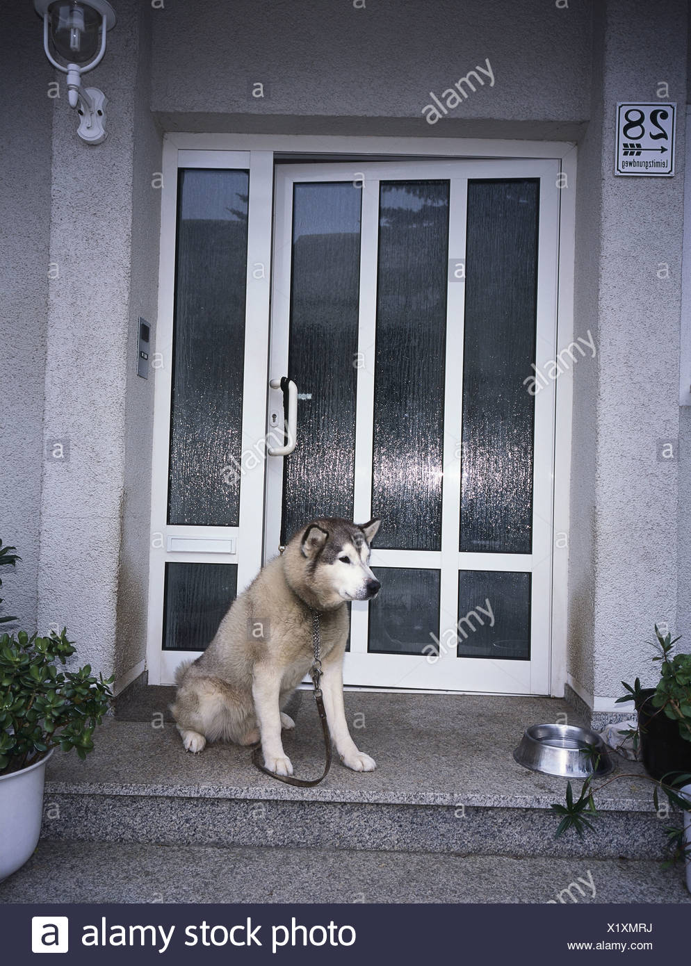 Residenz Tur Eingang Husky Angeleint Wasserschale Haustur Eingang Schritt Tier Saugetier Haustier Watchdog Haushund Alaska Malamud Stockfotografie Alamy