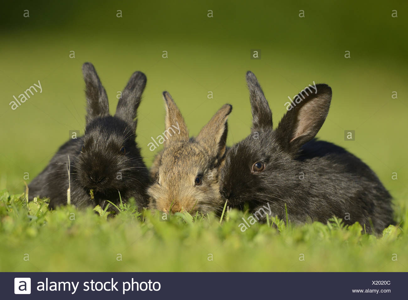 Haus Kaninchen Junge Tiere Wiese An Der Seite Sitzen Stockfoto