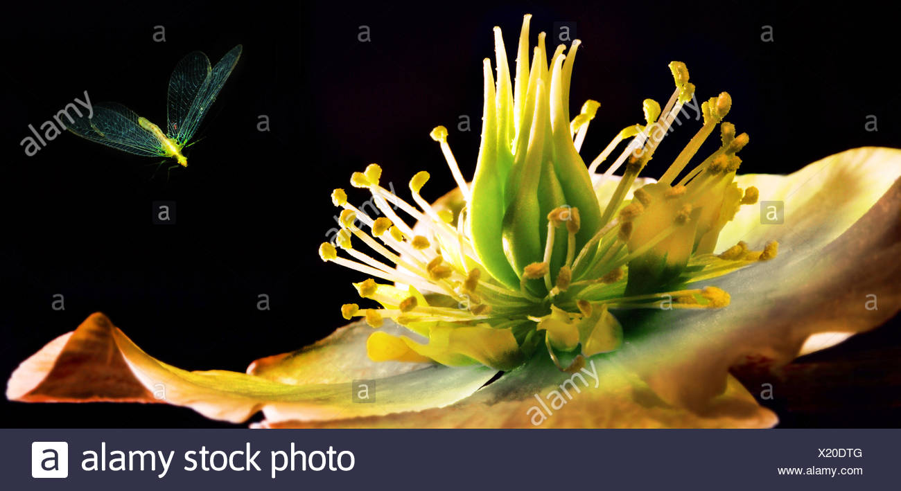 Nieswurz Blume Stockfotos Und Bilder Kaufen Alamy
