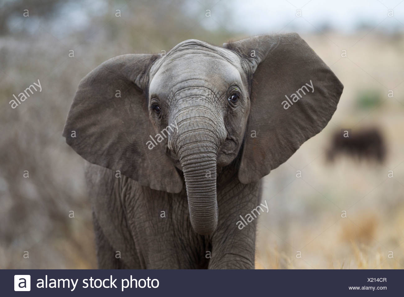 Afrikanischer Elefant Loxodonta Africana Mock Kostenlos Eine Halbwuchsige Fehlt Die Stosszahne Kruger Nationalpark Sudafrika Stockfotografie Alamy