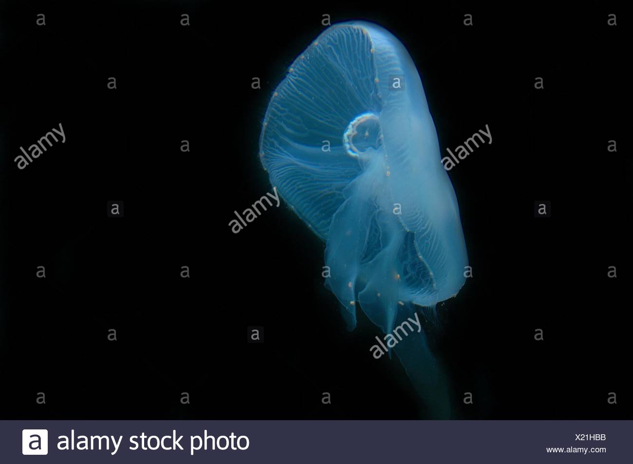 gemeinsamen Quallen Stockfoto