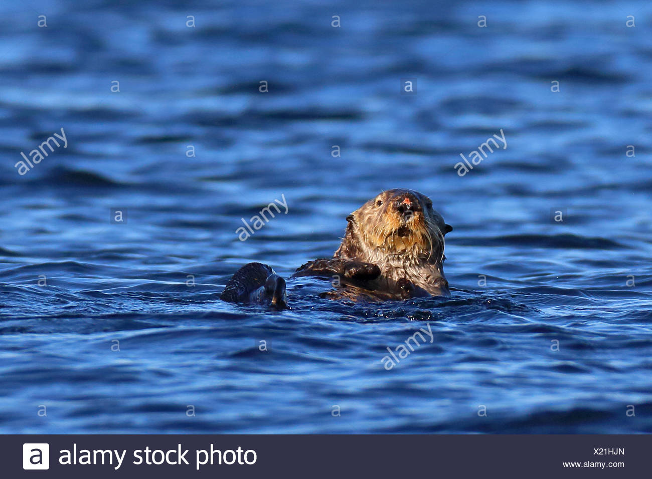 Seeotter (Enhydra Lutris), Schwimmen, Kanada, Vancouver Island Stockfoto