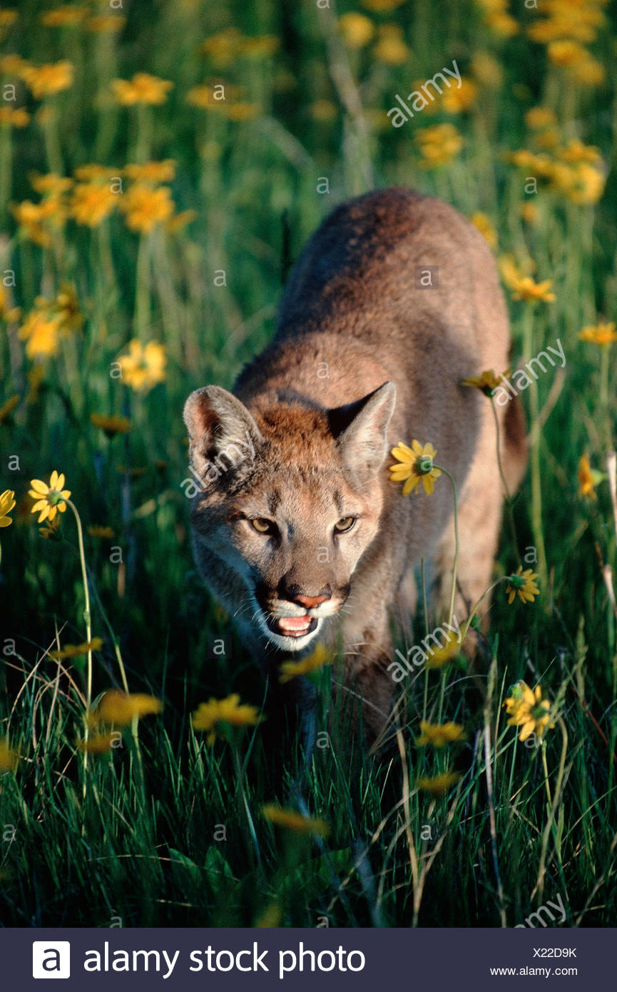 PUMA Berglöwe Silberloewe Puma Stockfoto, Bild PUMA Berglöwe Silberloewe Puma Stockfoto, Bild
