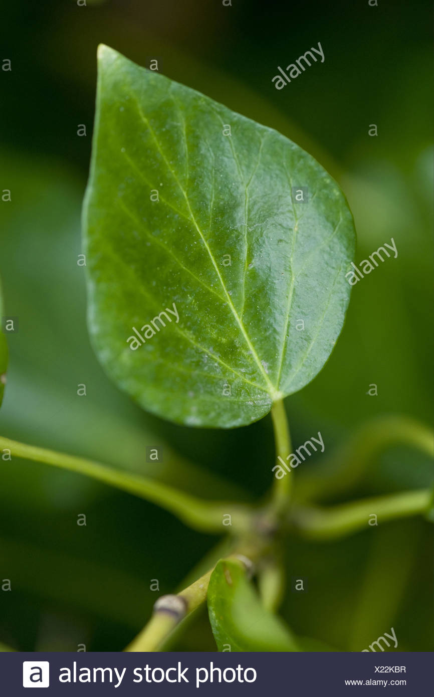 gemeinsamen Efeu, Hedera helix Stockfoto