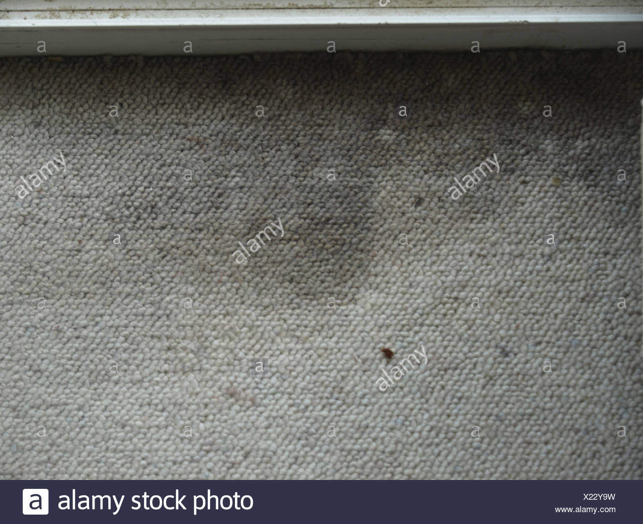 Schimmel, Teppich, Kunststoff-Fenster Stockfotografie - Alamy