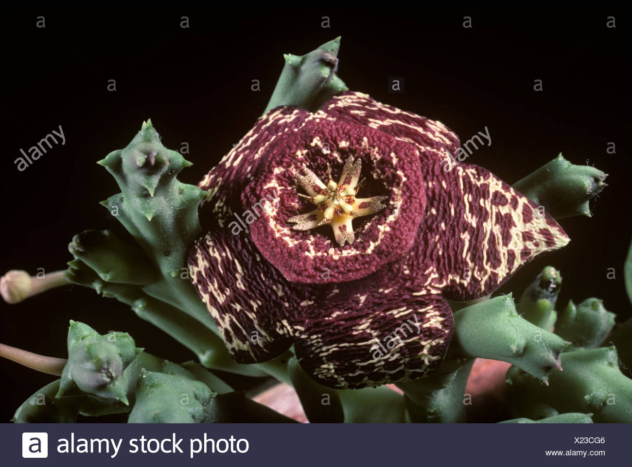 Orbea Variegata Pflanze Stockfotos und bilder Kaufen Alamy