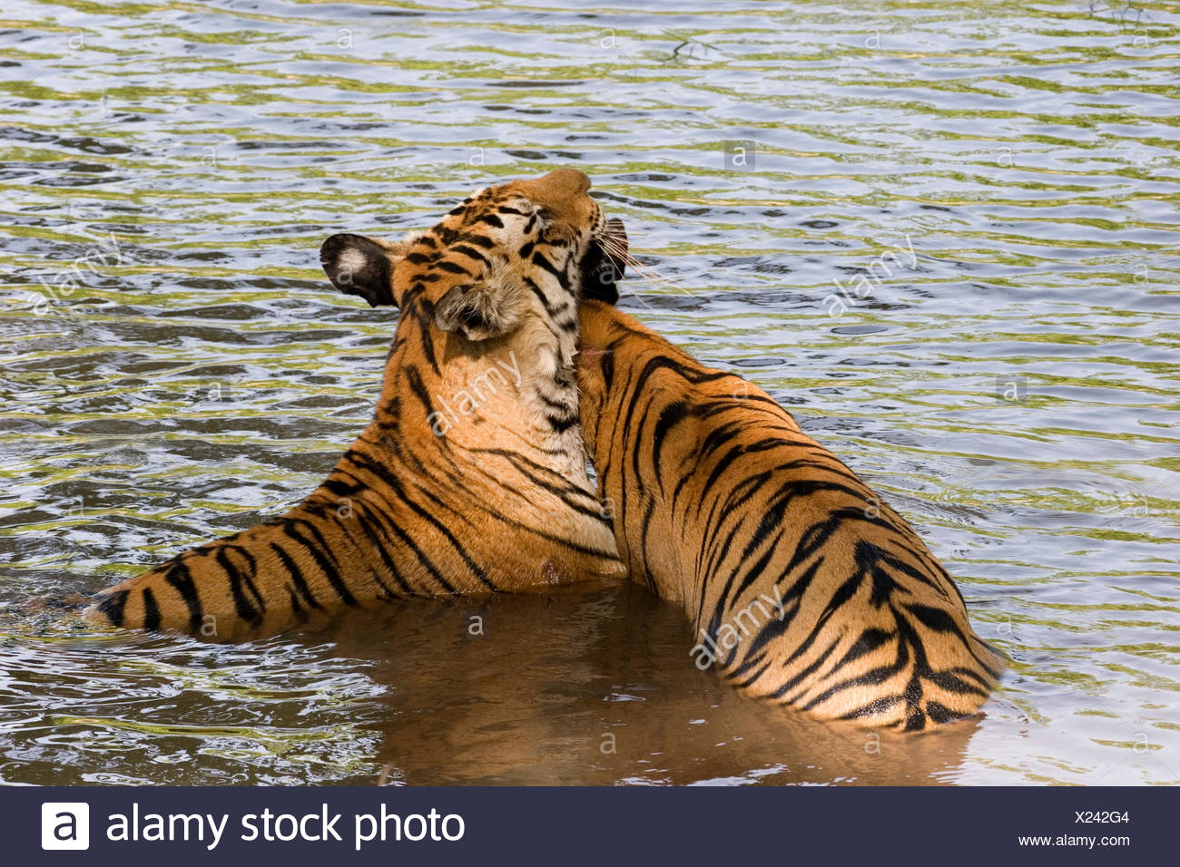 Tiger Im Fluss Stockfotos Und Bilder Kaufen Alamy
