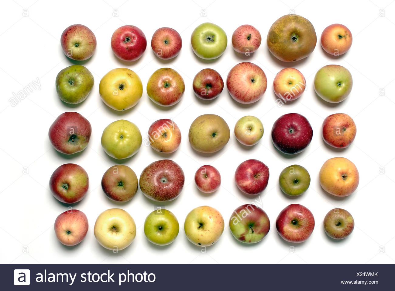 Überblick über verschiedene alte Apfelsorten Stockfoto, Bild 276703187