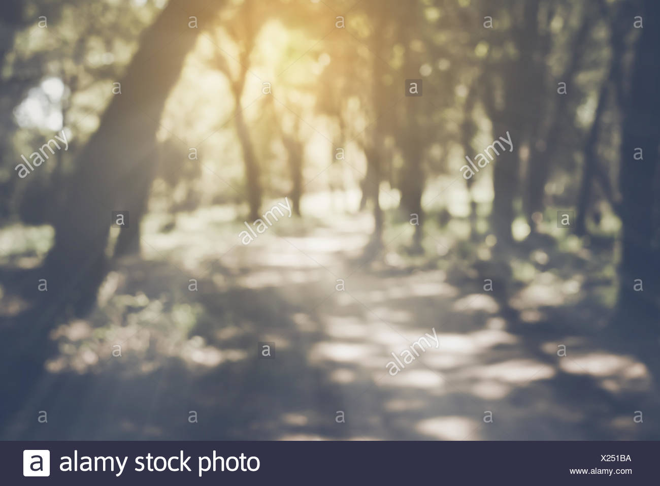 Verschwommene Natur Hintergrund Mit Instagram Stil Filter