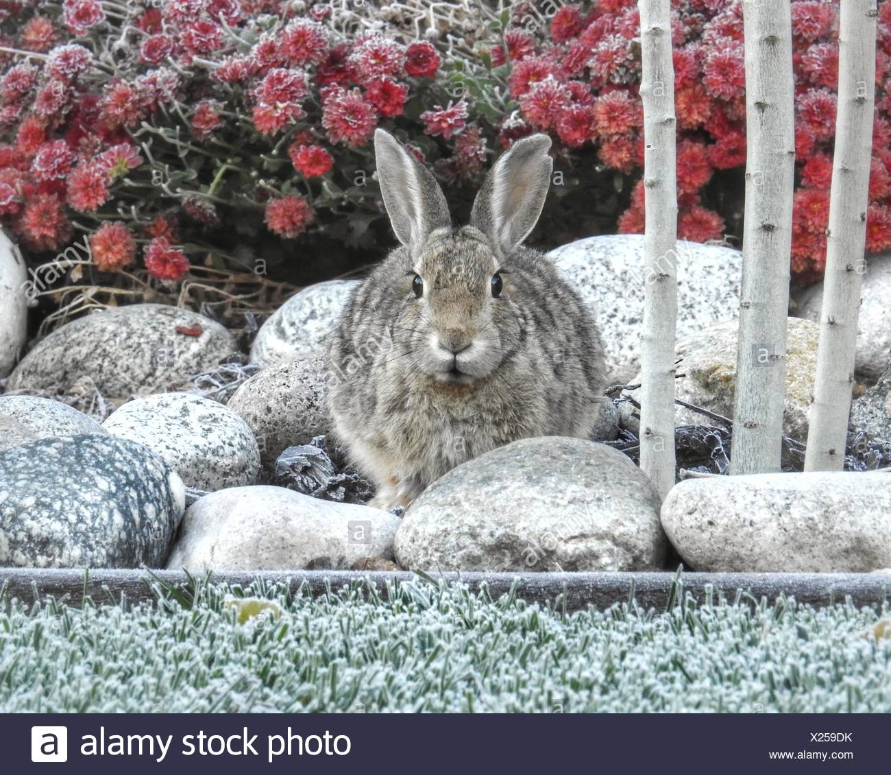 Hasen Im Garten Sass Im Colorado Amerika Usa Stockfoto Bild