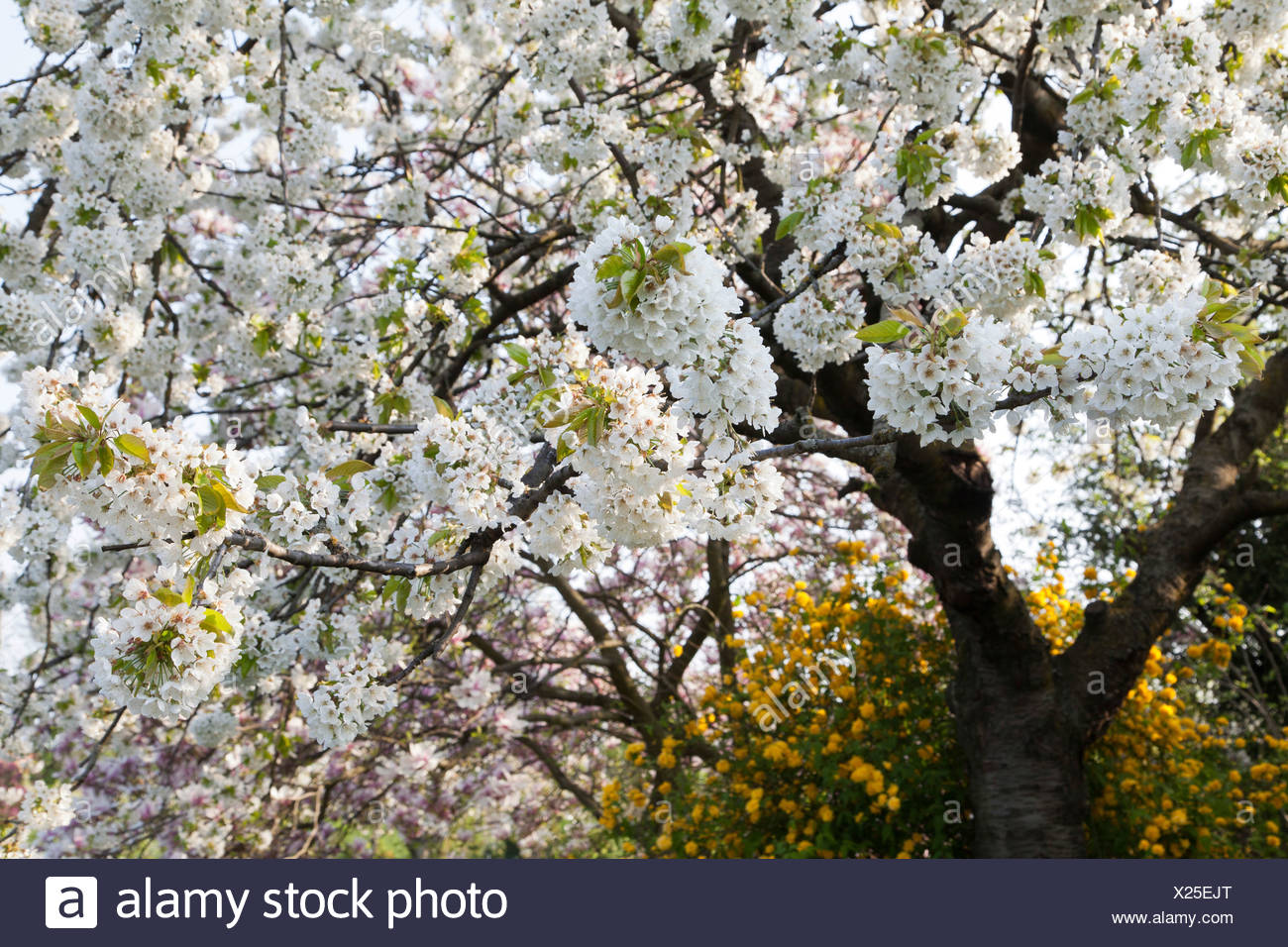 Bluhender Kirschbaum Bluhen Im Fruhjahr Natur Stockfoto Bild