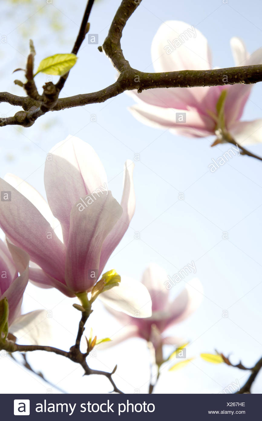Magnolien Bluhen Hautnah Stockfotos Magnolien Bluhen Hautnah