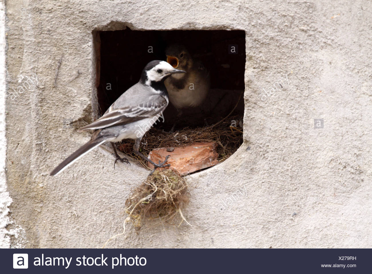 Vogel Vögel nisten Singvogel Bobolinks Bachstelze Stelzenläufer Vögel Nest Vogelfutter Stockfoto